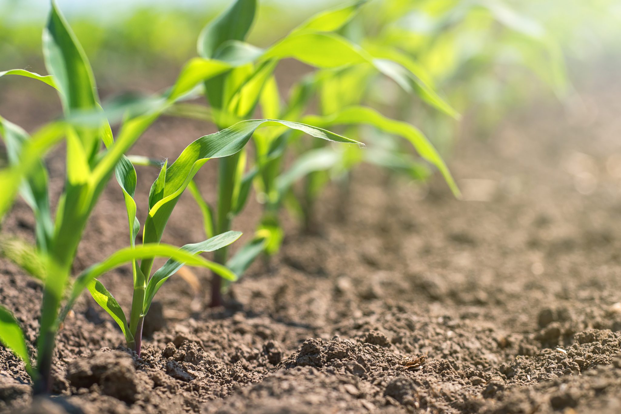 4 Keys to Choosing and Using Organic Crop Inputs - AgriSecure