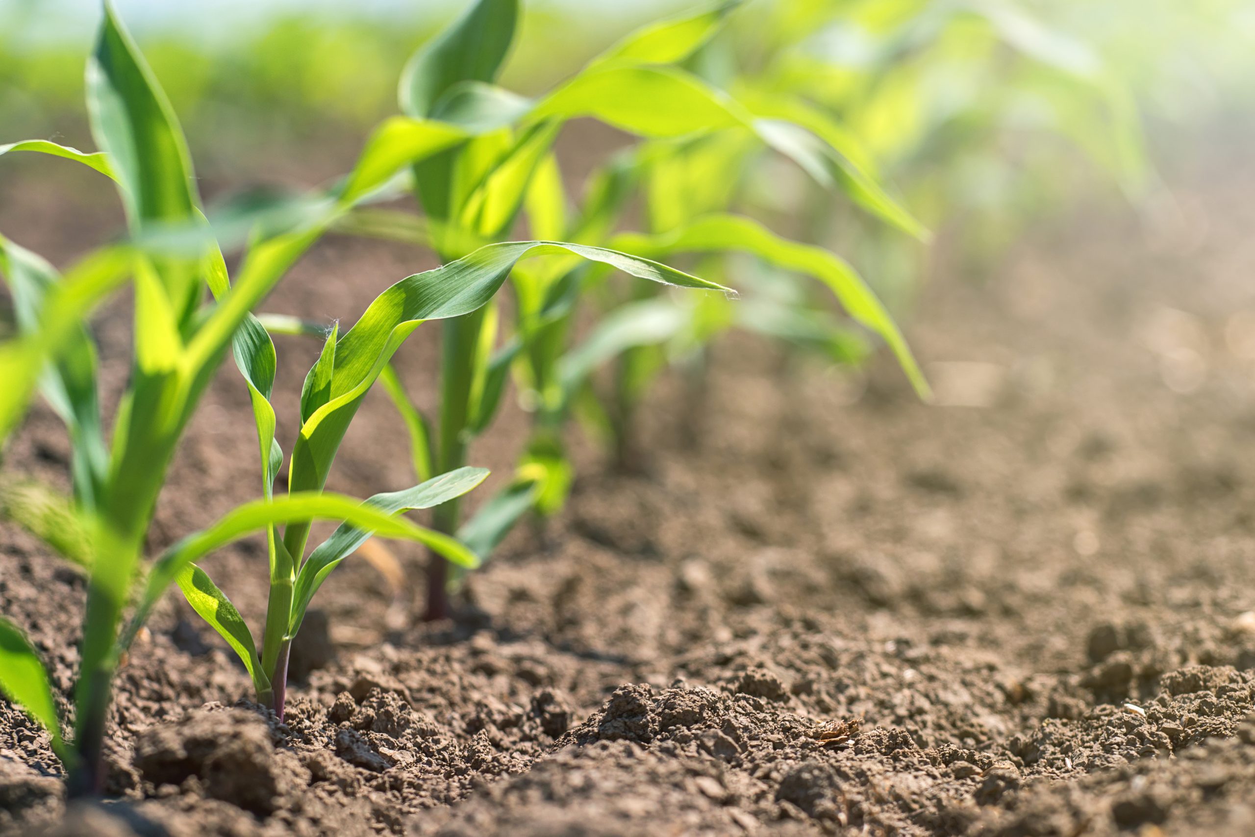 4 Keys to Choosing and Using Organic Crop Inputs