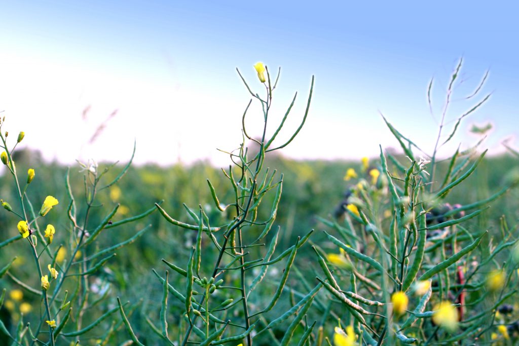Cultivate peas and canola together when intercropping for profit and weed management.