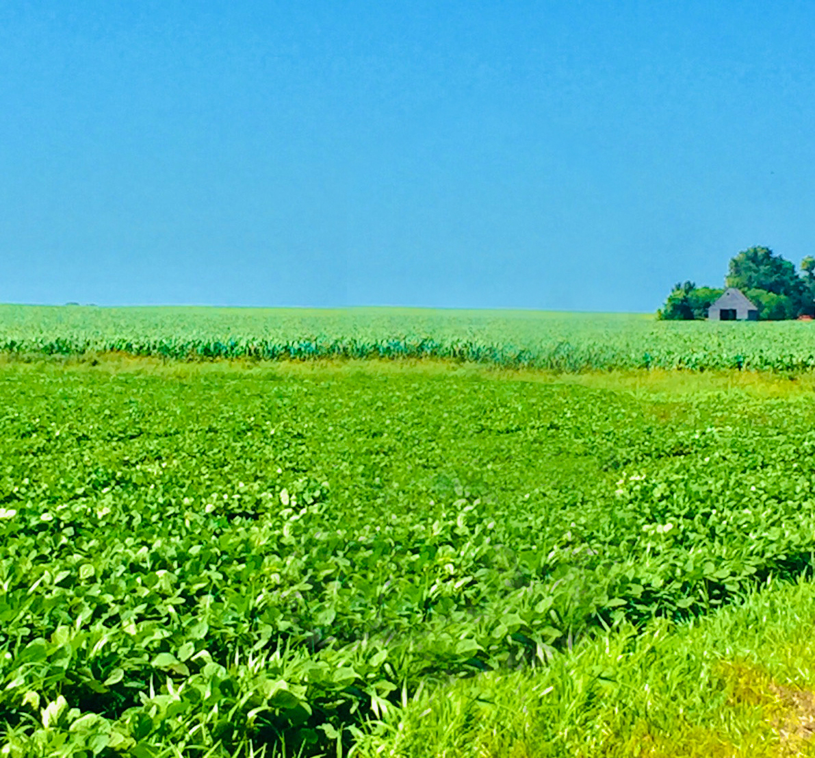 Profits and Soil Health Draw 4th-Generation Farmer to Organics