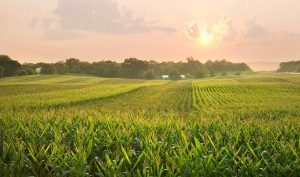 organic corn farmer