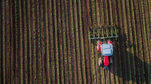 organic soybean farm