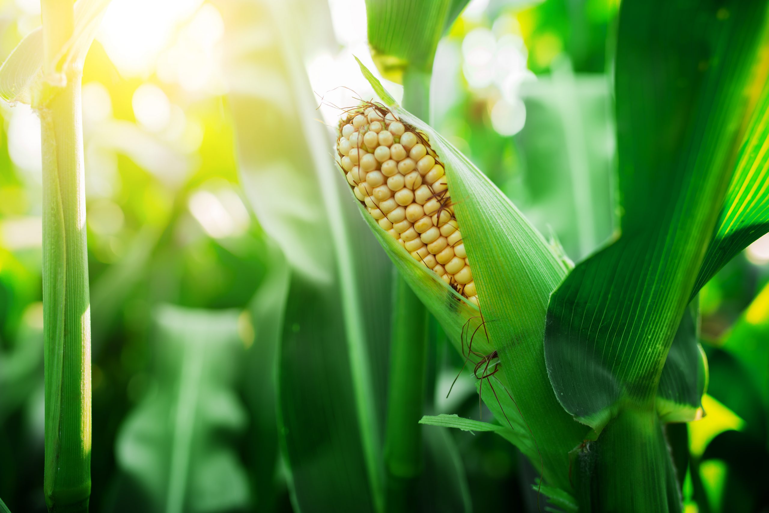 FBN Works with AgriSecure to Lower Risks for Organics