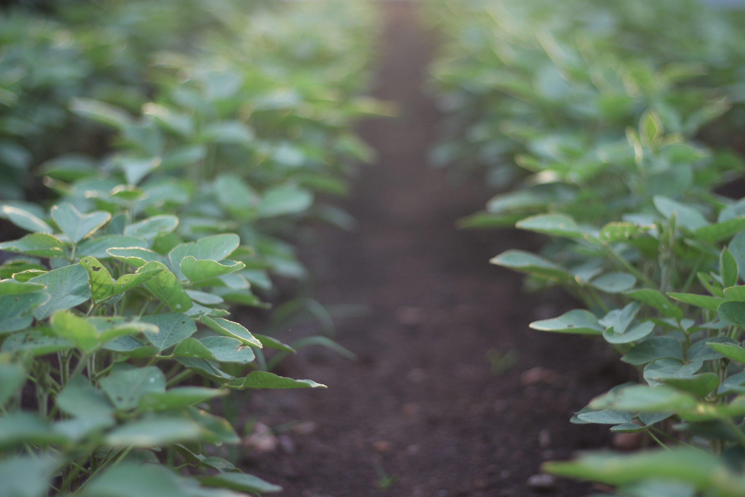 4 Keys to a Strong Organic Fertilizer Strategy