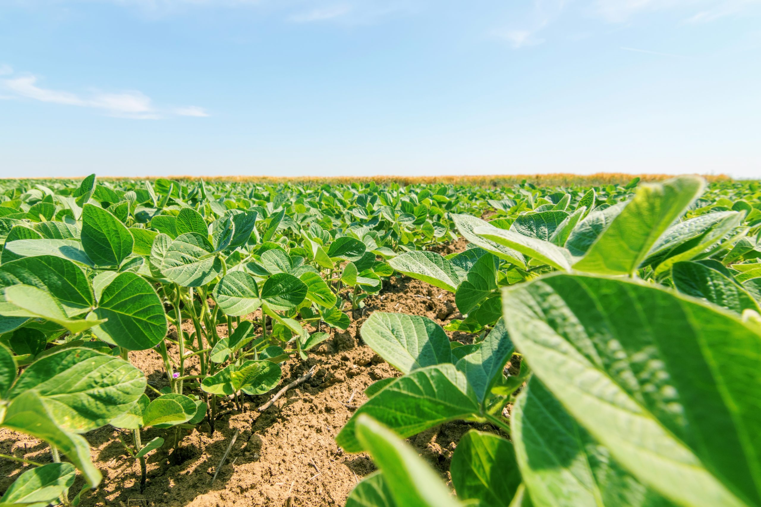 Protect Organic Profits with the Right Crop Insurance
