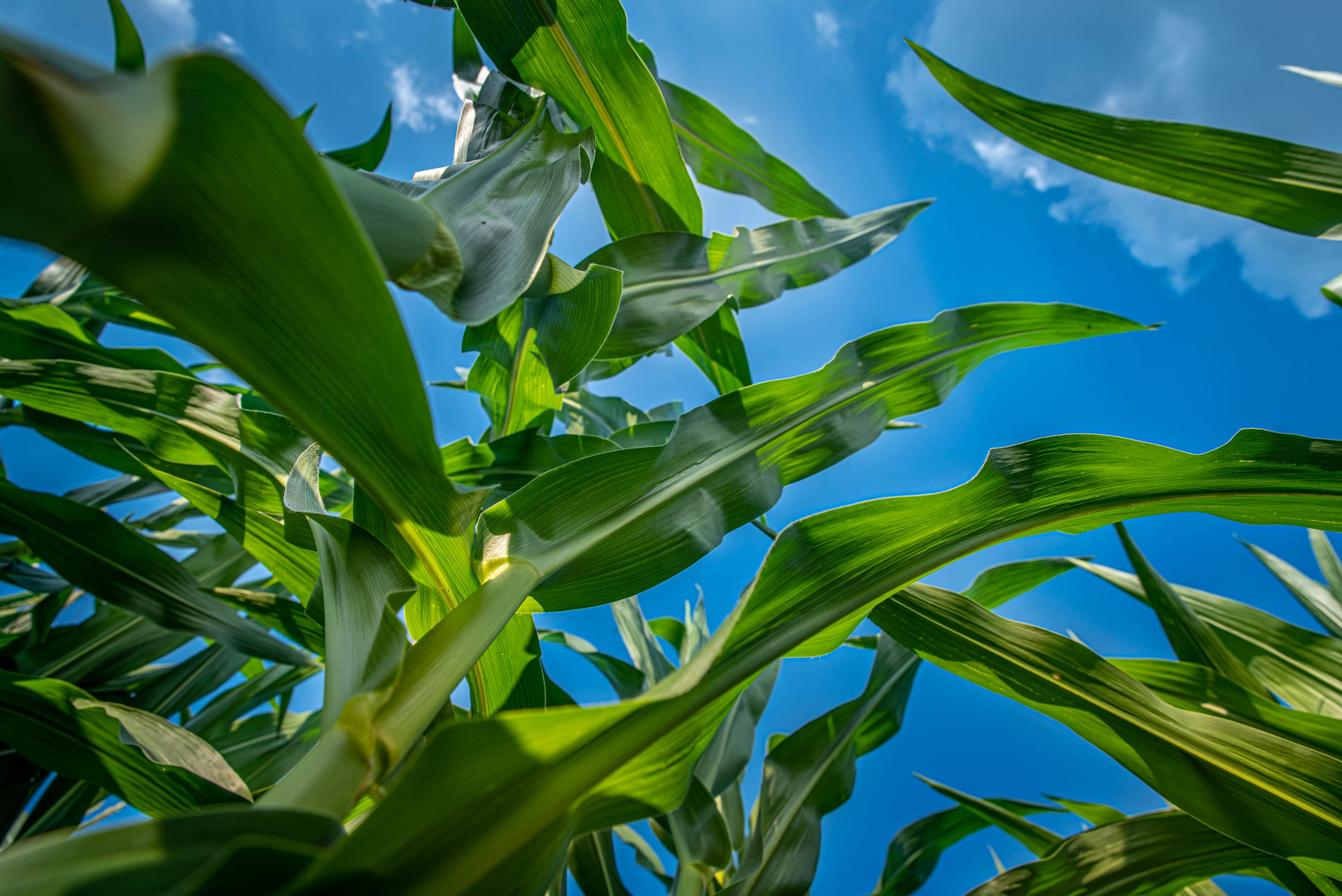 FBN Invests in AgriSecure to Help Farmers Succeed at Organics