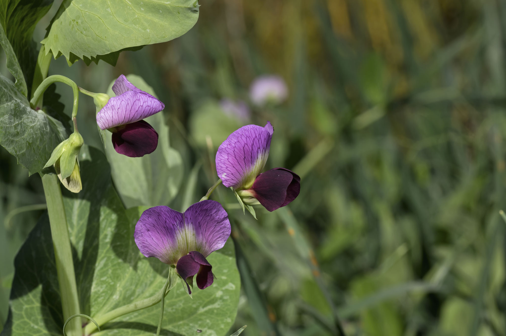 Organic Cover Crop Seed Improves Profits and Soil Health